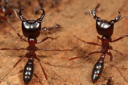 муравьи-солдаты
