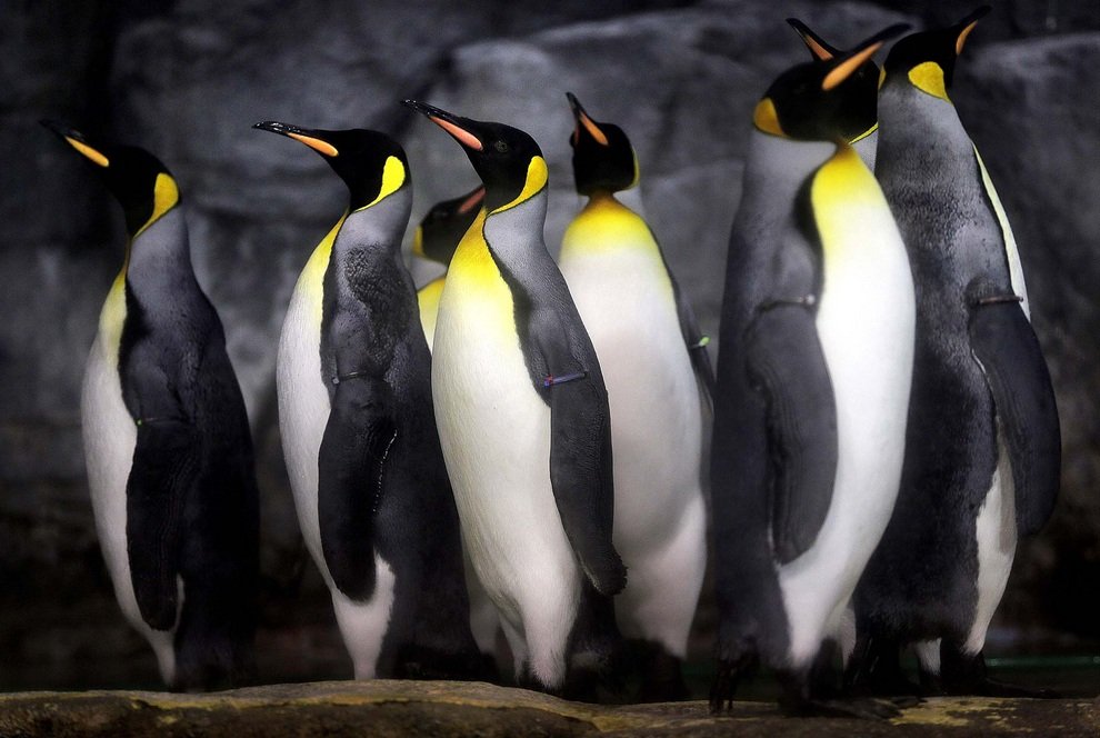 Королевские пингвины веселят посетителей аквариум-парка Hakkeijima Sea Paradise, Йокогама, Япония. 
