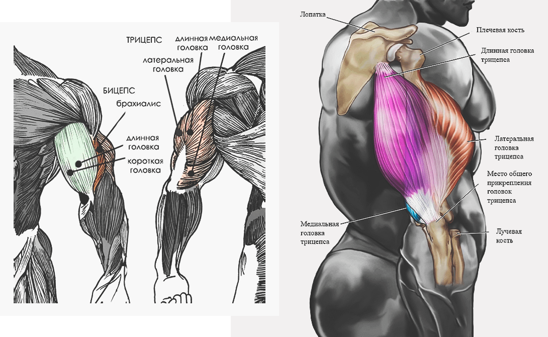 упражнения на трицепс для мужчин