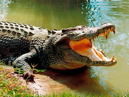 Экскременты крокодила как способ контрацепции